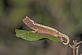 61 Domergue's leaf chameleon (Brookesia thieli) Andasibe uploaded by Charlesjsharp, nominated by Charlesjsharp,  7,  1,  0