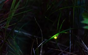 Common glow-worm