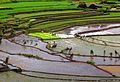 Nagacadan Rice Terraces