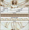 Units of measure (w/reference to the Vitruvian Man by LdV).