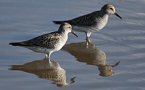 White-rumped Sandpiper - 52132599961.jpg