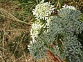 Meadowsweet