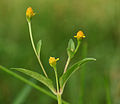 Leaves and flower heads