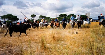 Toro de la Vega de nombre "Bonito", indultado año 1993