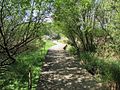 Sentier du Loc'h : passage aménagé.