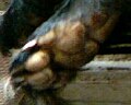 Hind foot