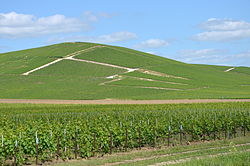 Vignobles de Champagne près d Ay