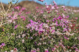 Isla de Lobos Spain 2016 04.jpg