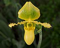 86 Paphiopedilum Pinocchio (yellow) uploaded by PetarM, nominated by PetarM