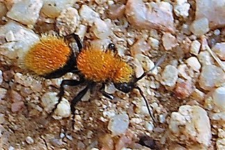 Velvet ant