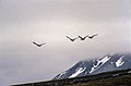 Spitsbergen, Svalbard