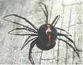 Latrodectus variolus ♀