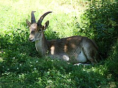 Cabra montes descansando.jpg