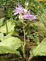 Calanthe sylvatica