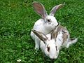 domestic rabbit