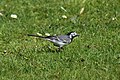 Wagtail