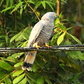 English: Hook-billed Kite Chondrohierax uncinatus (cat.)