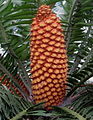 Encephalartos gratus