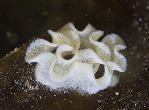 Nudibranchia eggs, Arrábida National Park, Portugal.