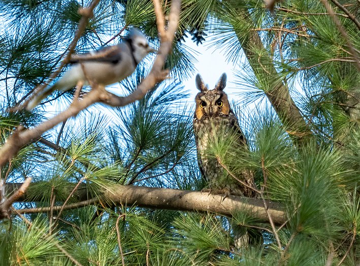 Long-eared owl staring at blue jay in Central Park