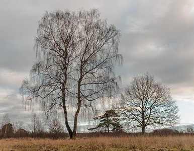 "Delleboersterheide,_natuurgebied_van_het_It_Fryske_Gea._25-12-2019._(actm.)_23.jpg" by User:Agnes Monkelbaan