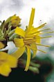 Hieracium lucidum