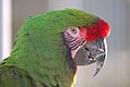 Military macaw