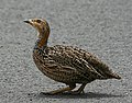 Scleroptila levaillantii (cat.)