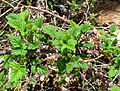 Rubus leucodermis