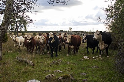 Vacas en Ugårde