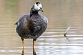 * Nomination A bar-headed × barnacle goose (Anser indicus × Branta leucopsis) hybrid in Bois de Boulogne, France. --Alexis Lours 15:11, 18 February 2024 (UTC) * Promotion  Support Good quality. --Tagooty 02:58, 19 February 2024 (UTC)