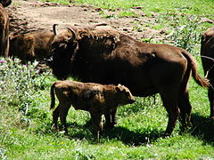 Bisonte europeo y ternero.JPG