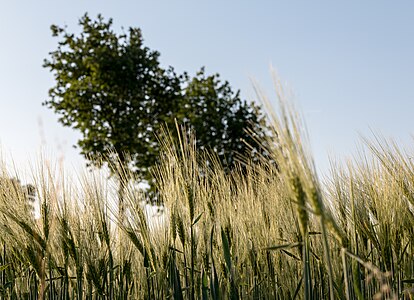 Dülmen, Kirchspiel, Bauerschaft Dernekamp (2015)