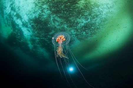 "Ice_planet_and_antarctic_jellyfish.jpg" by User:AMICE