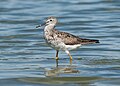 Image 80Lesser yellowlegs wading at the Jamaica Bay Wildlife Refuge