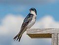 Image 68Tree swallow on a nest box in Jamaica Bay Wildlife Refuge