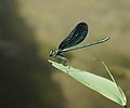 Blauflügel-Prachtlibelle - Calopteryx virgo, Männchen, am Vogelstangsee