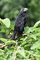 Groove-billed ani (Crotophaga sulcirostris) in Cerro Blanco