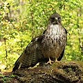 Buteo ventralis (cat.)