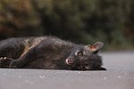 Thumbnail for File:Indian Palm Civet (Paradoxurus hermaphroditus) - Road Killed 3.jpg