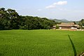 Rice field