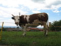 Mucca nei pressi del Parco della Burcina, a Pollone