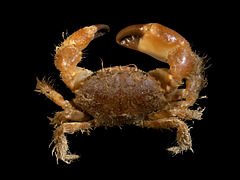 Pilumnus hirtellus (Bristly crab)