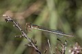 113 Small red damselfly (Ceriagrion tenellum) female form melanogastrum uploaded by Charlesjsharp, nominated by Charlesjsharp