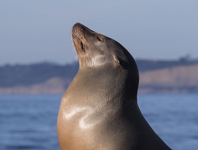 California sea lion in La Jolla