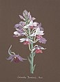 Calanthe × dominyi aquarell in: Collection d'orchidées, (1850-1870)