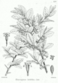 Elaeagnus latifolia