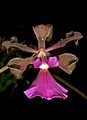 Encyclia cordigera flower