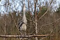 * Nomination A grey heron (Ardea cinerea) nest building in Parc Georges-Valbon, France. --Alexis Lours 15:11, 18 February 2024 (UTC) * Promotion  Support Good quality. --Poco a poco 18:21, 18 February 2024 (UTC)