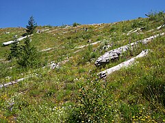 Mt st helens Johnston ridge 25 years later.jpg